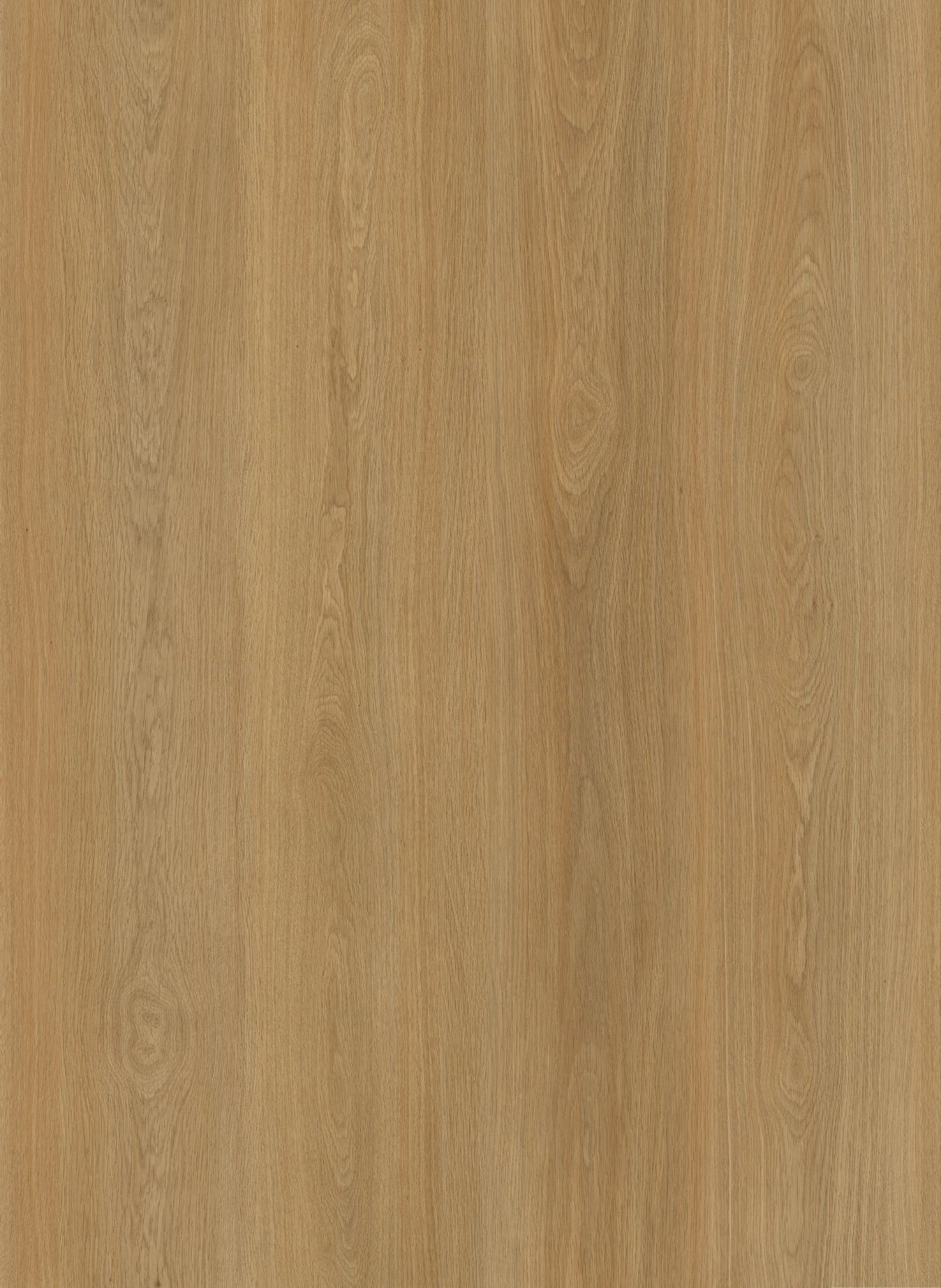 Canyon Oak